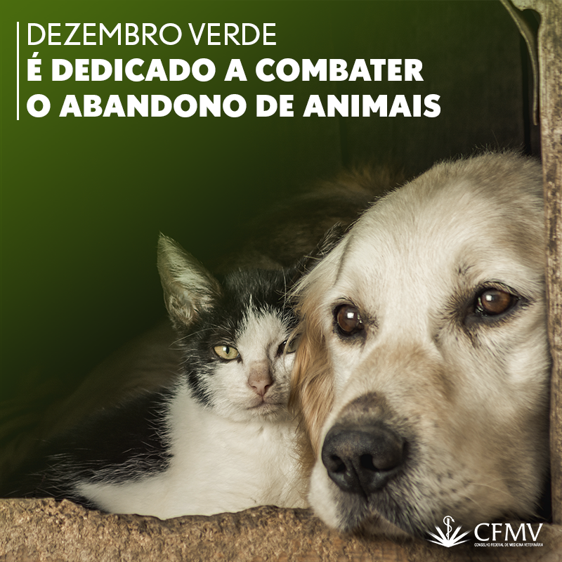 Abandono e maus-tratos aos animais é crime – CRMV-RJ